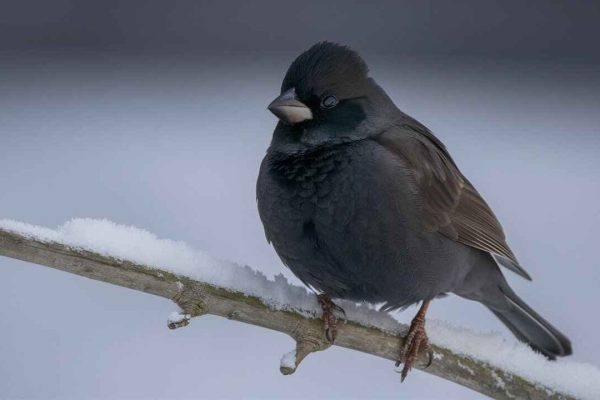 How do you describe a Sparrow Frost Black?